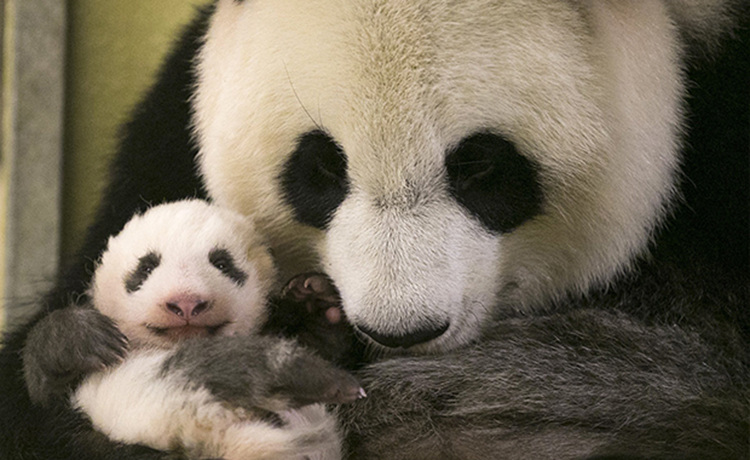 Zoo de Beauval